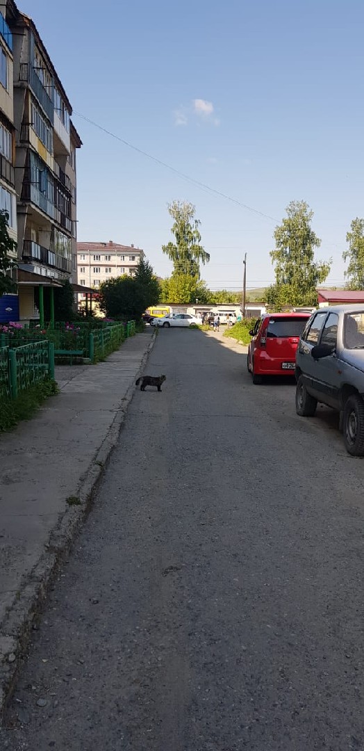 Респ. Алтай, р-н. Майминский, с. Майма, ул. Березовая роща, д. 11 - придомовая территория